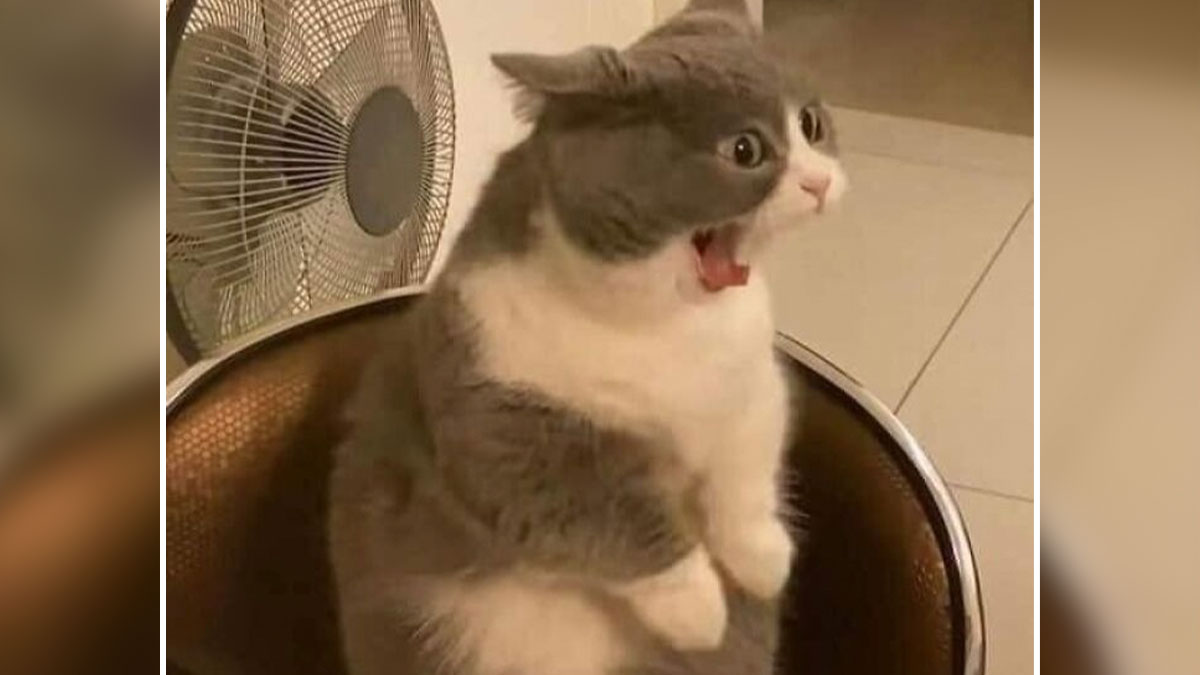 Chubby round funny cat sitting on a chair with mouth open and wide eyes near a standing fan indoors.