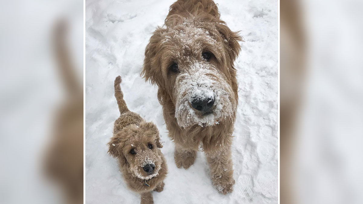 Two dogs covered in snow standing close together in a snowy landscape, showing adorable animal photo edits.
