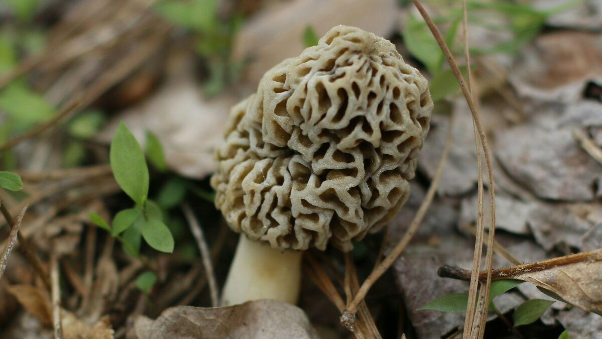 Morel mushroom growing among dry leaves, linked by scientists as wealthy-favored superfood to ALS risk research.