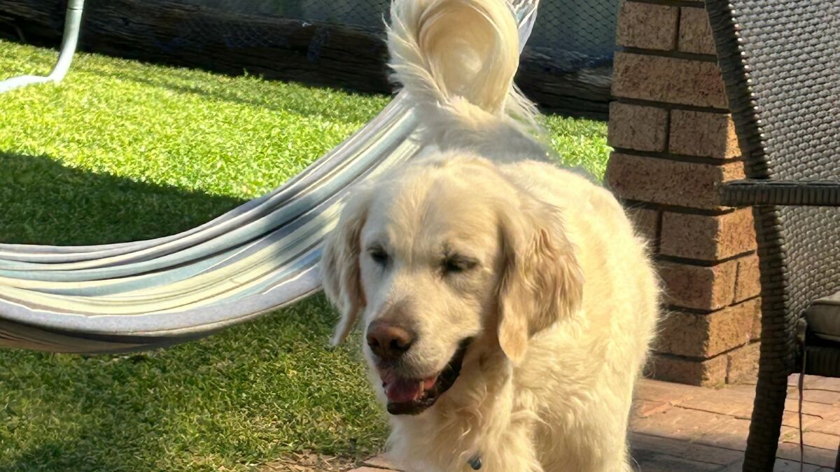 Golden retriever dog walking near hammock and outdoor furniture on sunny grass backyard