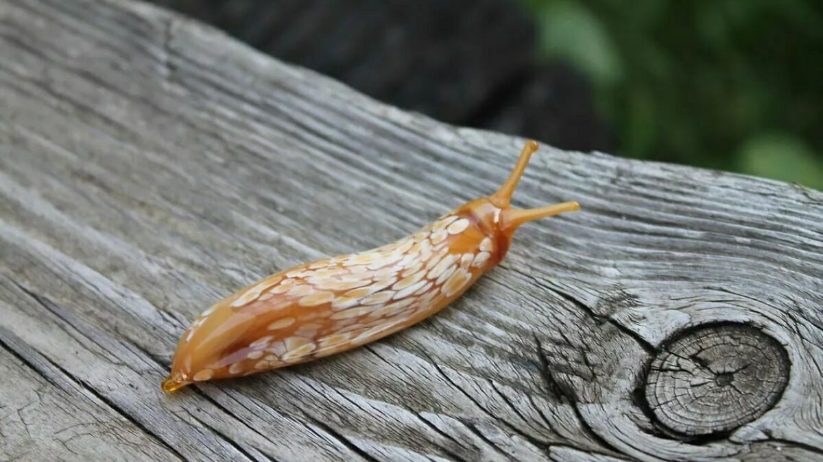 Tiny glass slug art piece in amber and white colors displayed on weathered wooden surface outdoors.