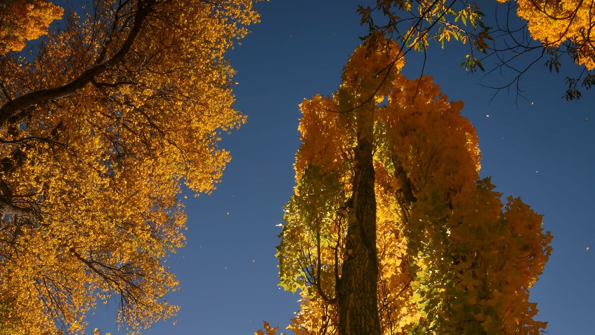 Autumn vibe photos of golden yellow leaves on tall trees against a clear blue sky on a sunny day