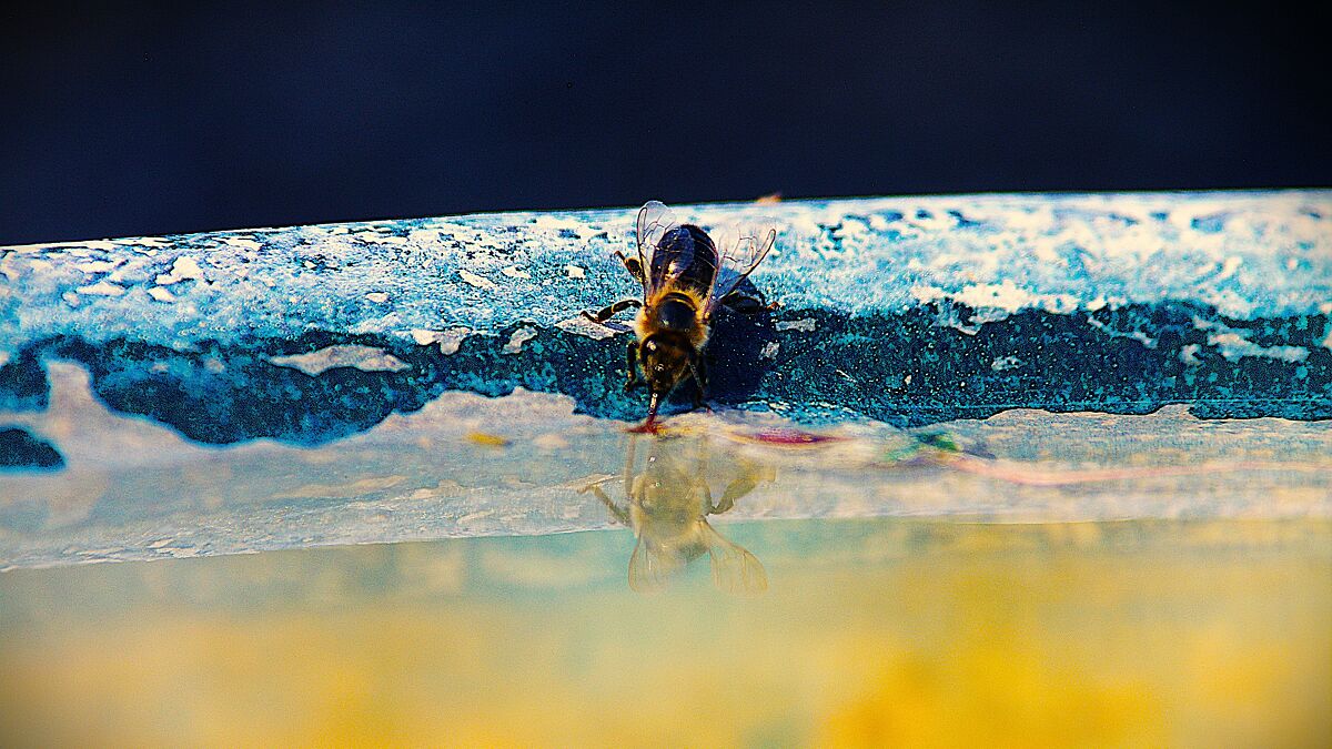 Close-up of a bee drinking water with its reflection on a colorful textured surface capturing nature photography.