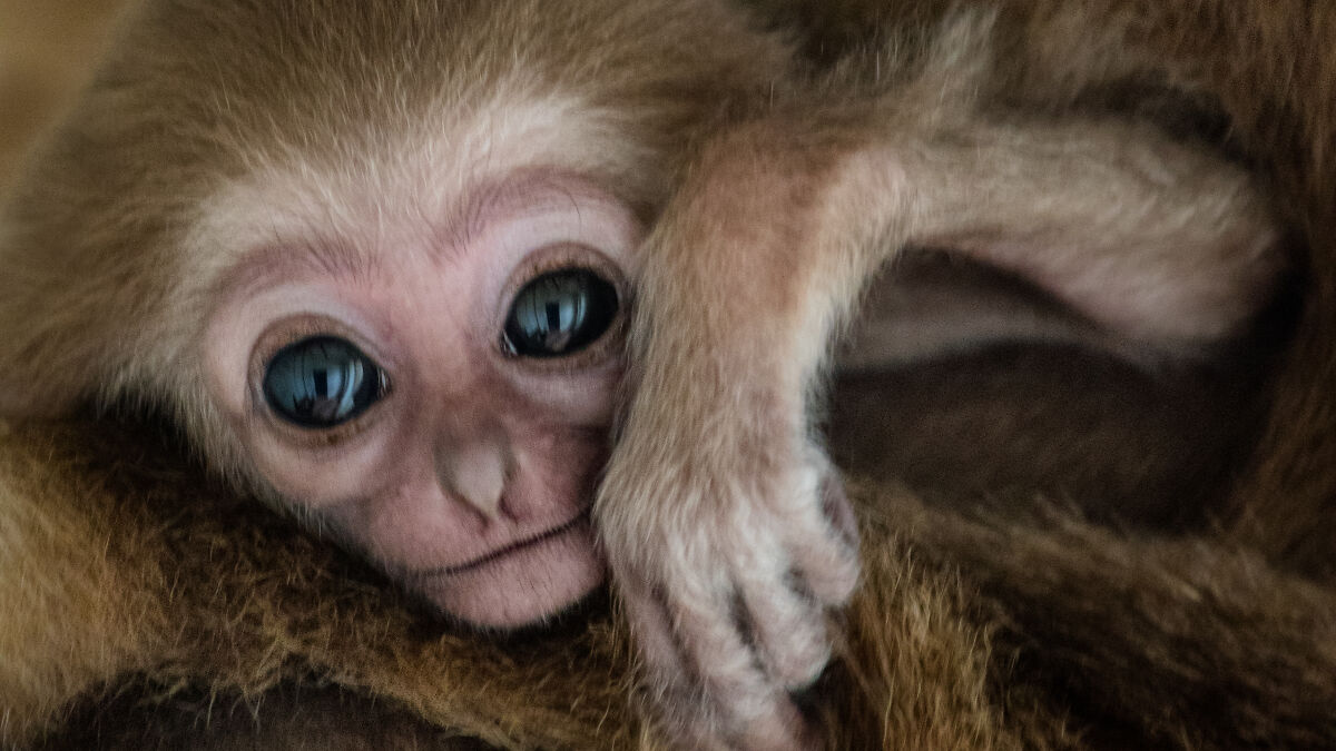 Baby gibbon with large eyes hugging closely, showcasing tender and heartwarming animal behavior.