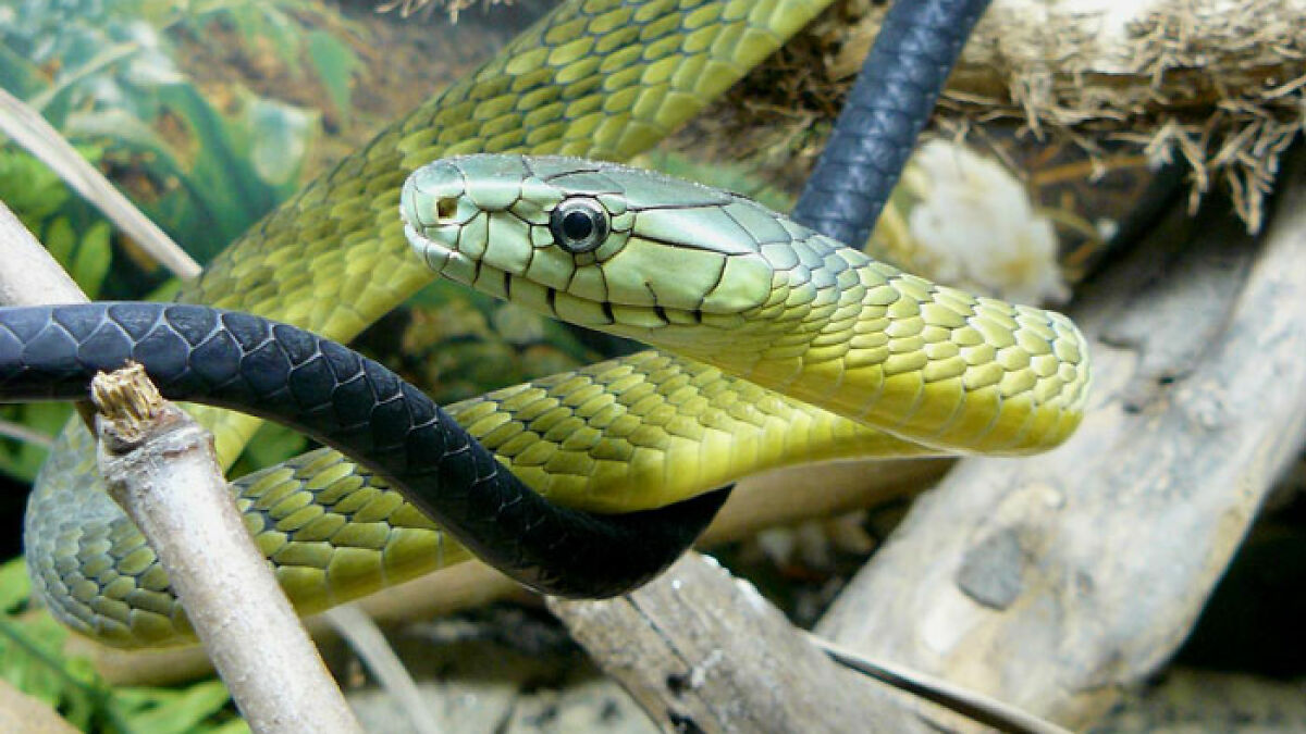 Green snake coiled on branches illustrating snakebite danger and paramedics saving victim with antidote.