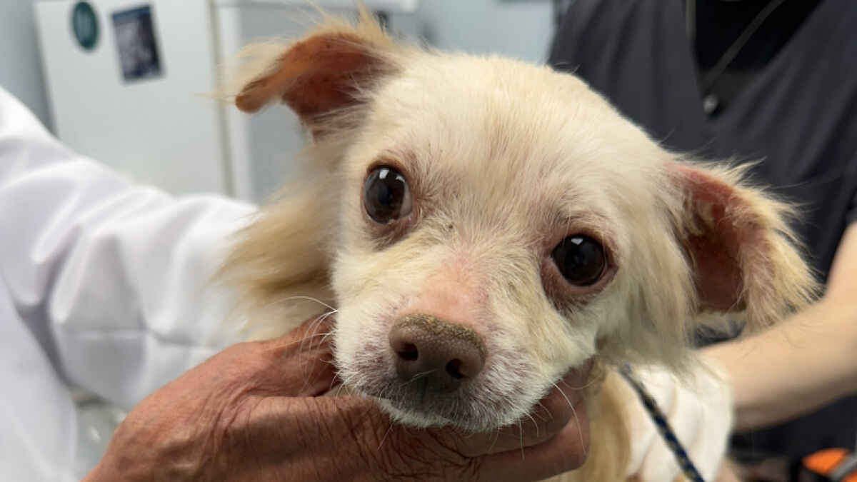 Small white dog with large eyes being gently held by hands, symbolizing a fight for healing after neglect.