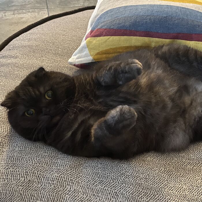 I Illustrated My Tiny-Eared Black Cat As An Adorable Ancient Hero, The Earless Wanderer (12 Pics)