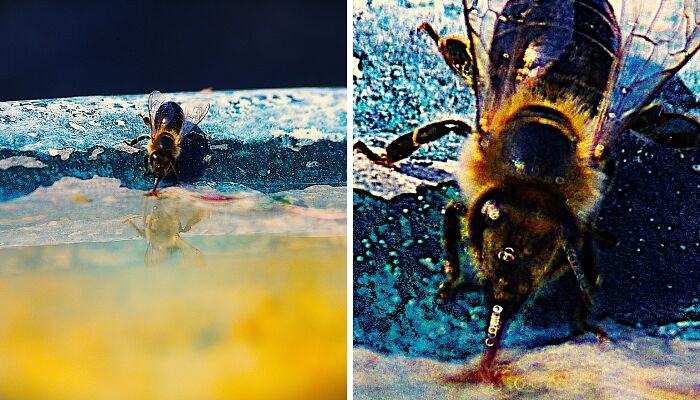 Hey Pandas, Drop The Best Picture You Have Taken