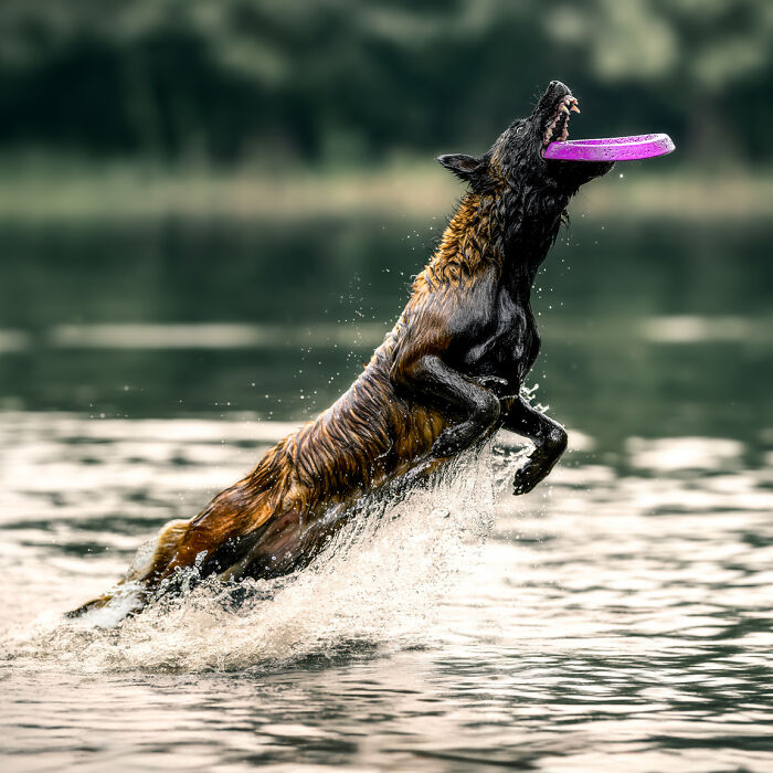 The Art Of Stillness, The Joy Of Motion (3 Pics)