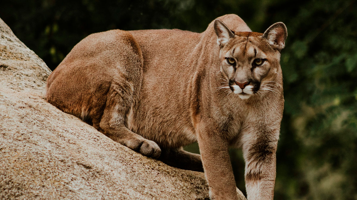 Mountain lion resting on a rocky surface, symbolizing stories of people who escaped death by pure luck.