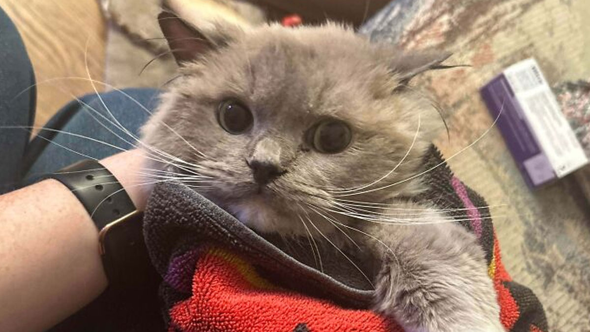 Gray cat wrapped in a towel being held gently, one of the adorable adopted animals who rescued their humans this month.