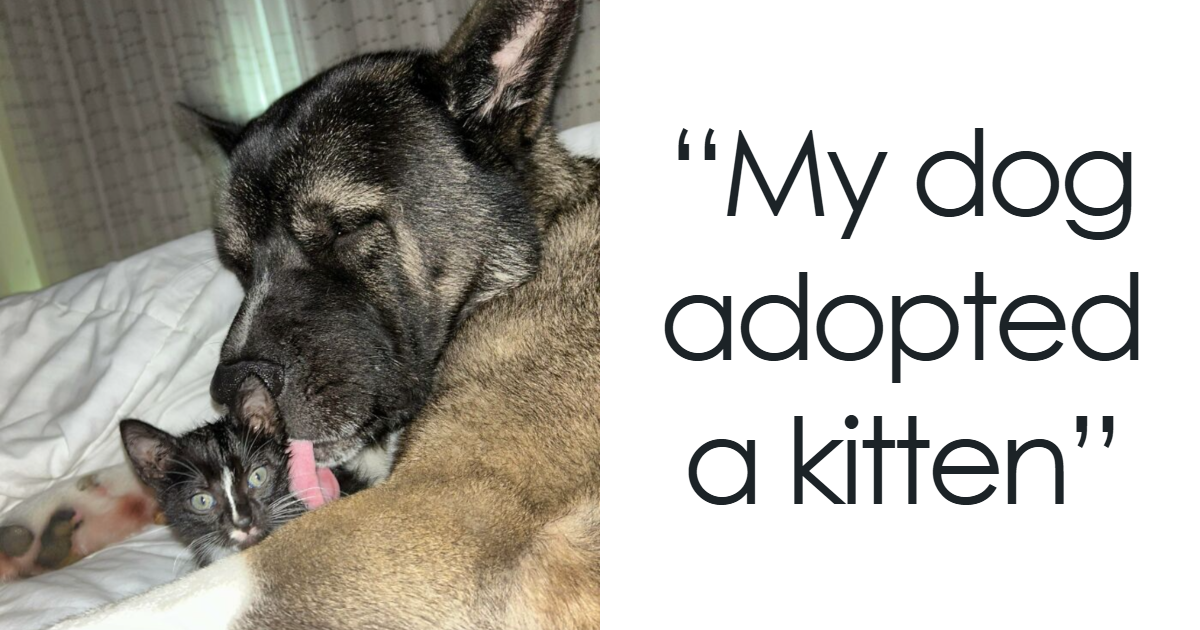 “A New Bombshell Has Entered The Villa”: 50 Pet Adoptions That Might Melt Your Heart