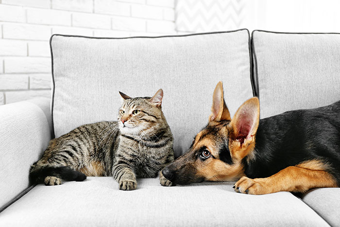A tabby cat and a German Shepherd dog resting together on a light gray couch inside a home. A tabby cat and a German Shepherd dog resting together on a light gray couch inside a home.