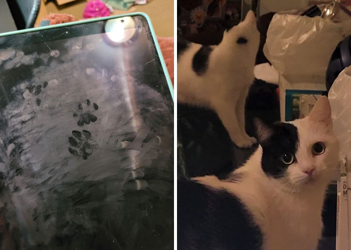 Cat paw prints on a dusty tablet screen alongside black and white cats in a cluttered indoor setting.