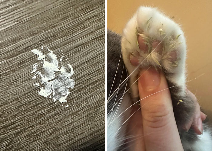 White cat paw prints on a wooden surface and a close-up of a cat paw held by a person's hand.