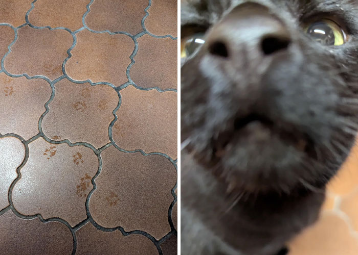 Close-up of cute cat paw prints on patterned floor tiles alongside a curious black cat’s face in soft focus.
