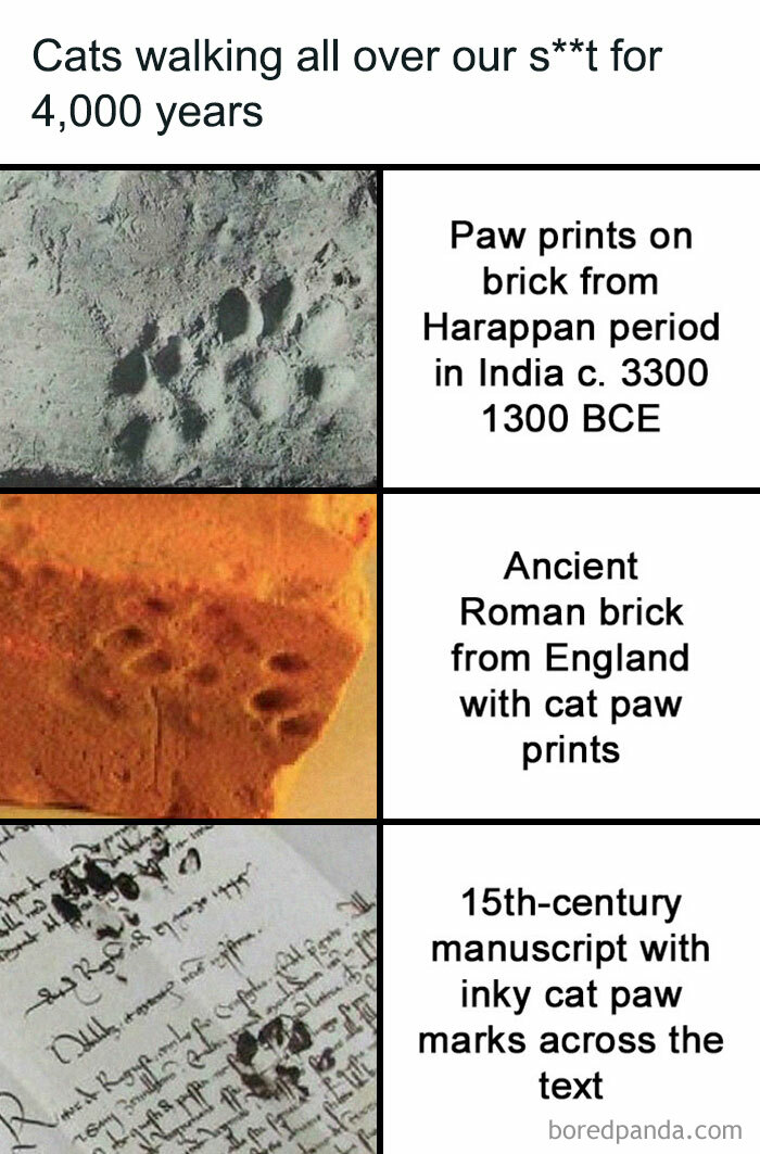 Ancient cat paw prints on Harappan and Roman bricks plus inky cat paw marks on 15th-century manuscript text.
