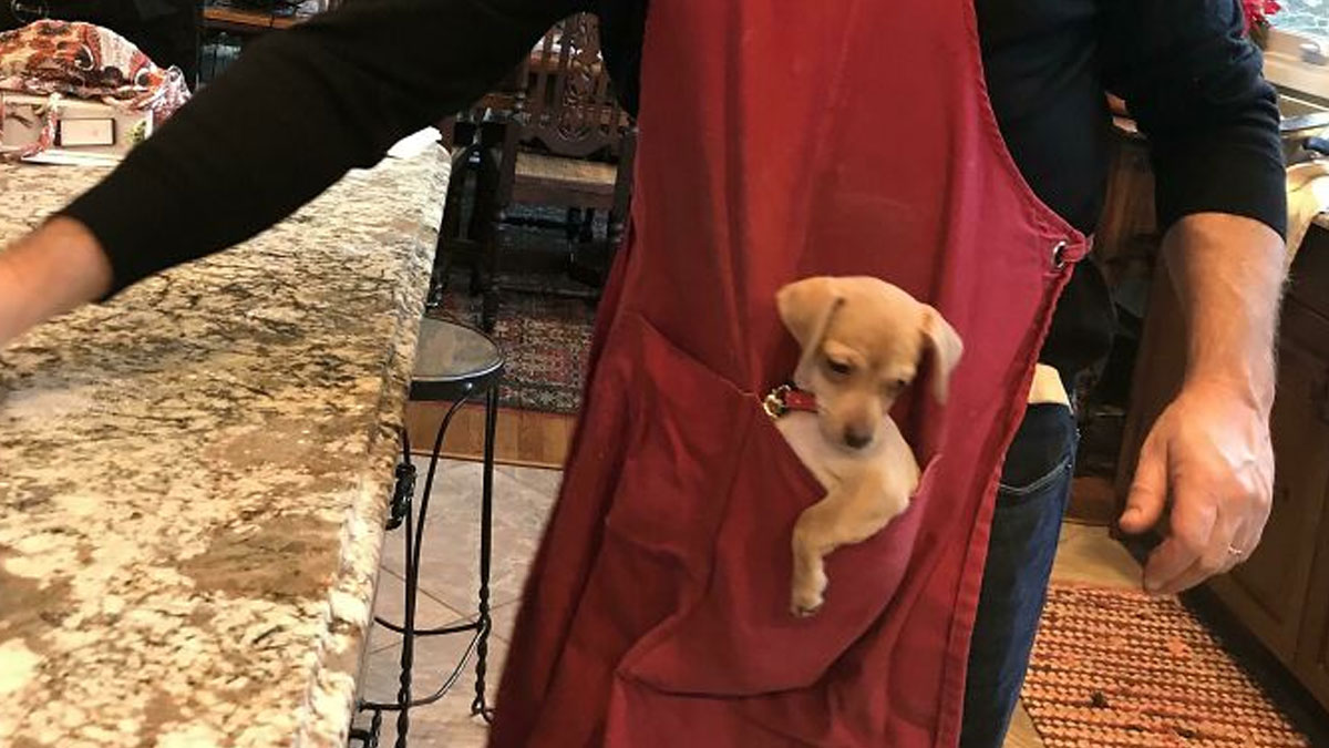 Dad wearing red apron with small puppy in front pocket, showing dads who said no pets becoming softies at home.
