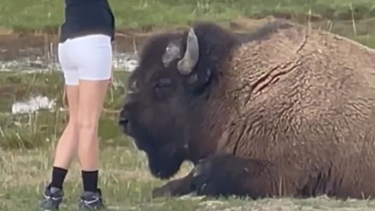 Person standing near a large bison lying on the grass, illustrating close encounters with danger and survival.