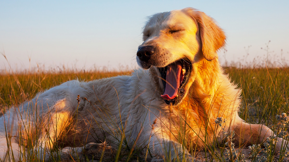 Golden retriever dog yawning while lying in a field at sunset, representing dog with behavior issues adoption.