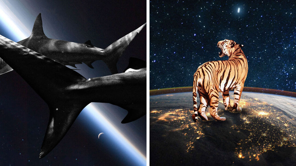 Collages by Fabian Artunduaga featuring sharks swimming and a tiger standing on Earth with a starry space background.