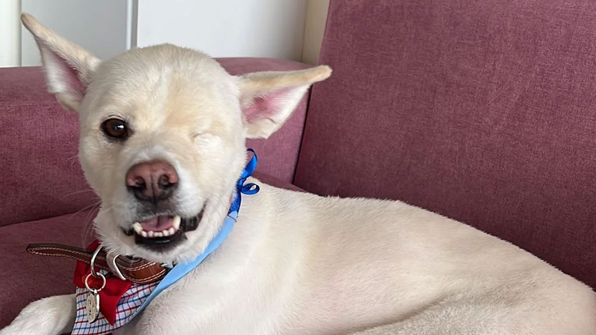 Rescue dog with one eye winking, wearing colorful bandana, resting on a maroon couch showing healing and adoption joy.