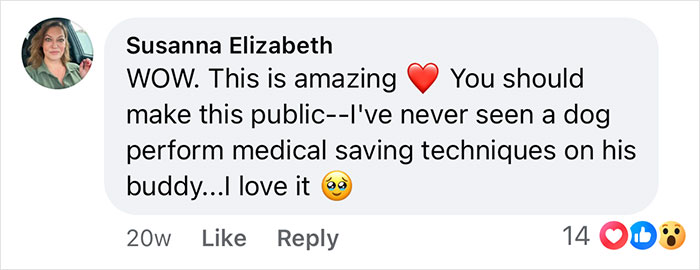 Social media comment praising a boxer dog performing life-saving medical techniques on a French Bulldog companion. Social media comment praising a boxer dog performing life-saving medical techniques on a French Bulldog companion.