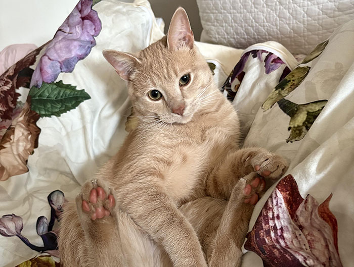 Light brown cat lying on floral patterned bedding, related to parents trying to get rid of her cat during pregnant sister’s visit. Light brown cat lying on floral patterned bedding, related to parents trying to get rid of her cat during pregnant sister’s visit.