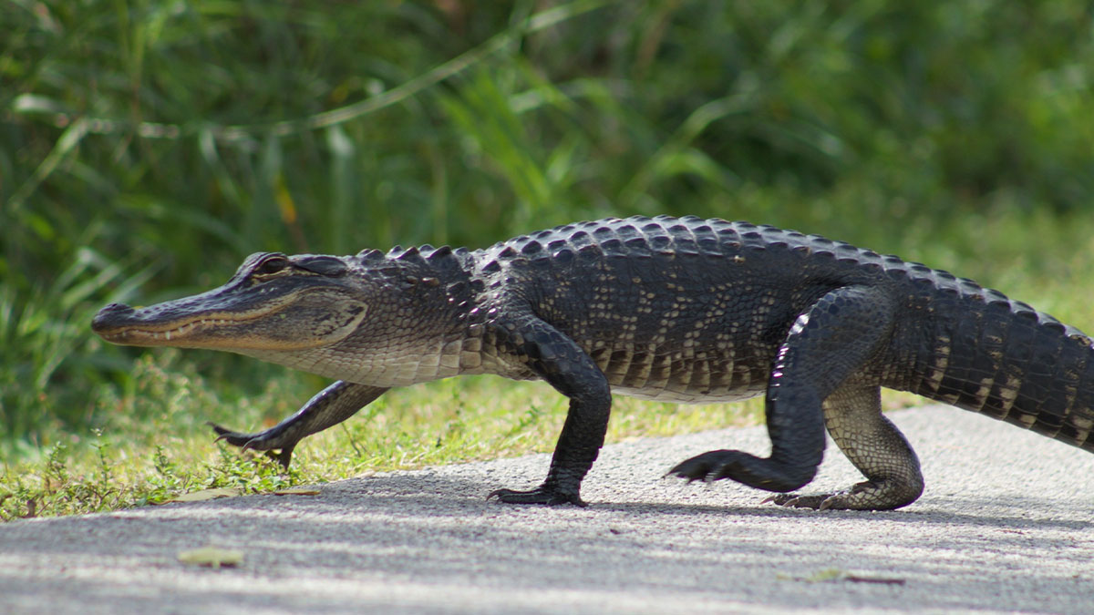 Alligator walking on a path in grassy area, representing emotional support alligator concept for Walmart ban story.