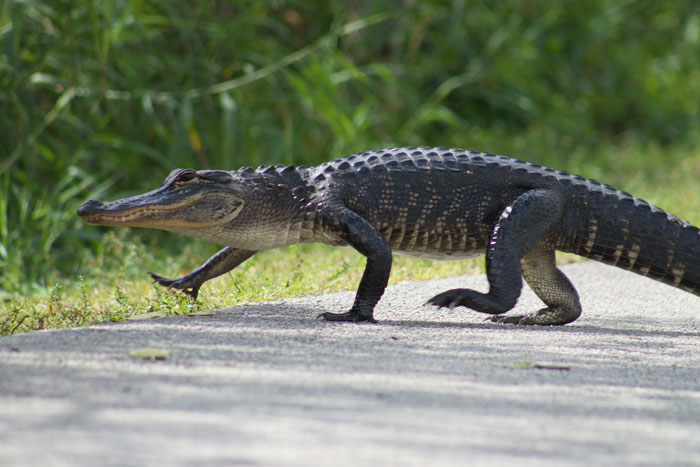 American alligator walking across a path, related to emotional support alligator banned from Walmart story. American alligator walking across a path, related to emotional support alligator banned from Walmart story.