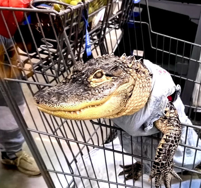 Emotional support alligator sitting in a shopping cart inside a Walmart store with groceries around. Emotional support alligator sitting in a shopping cart inside a Walmart store with groceries around.