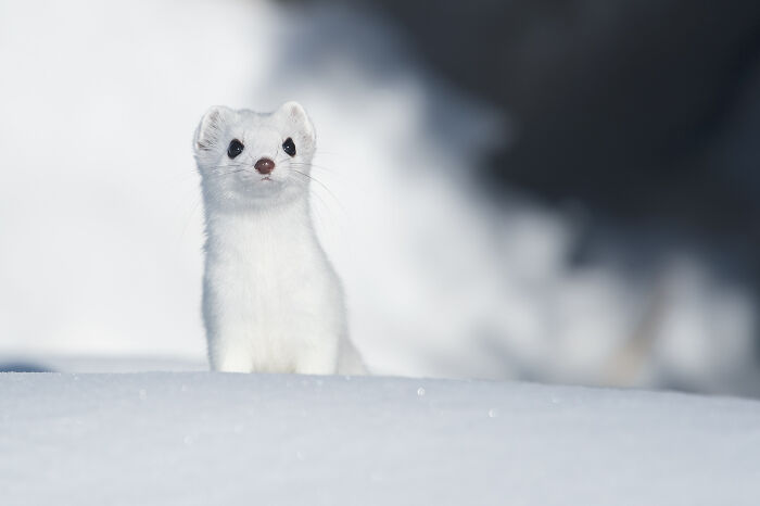 White ermine standing on snow in a stunning wildlife and nature shot with blurred winter background.