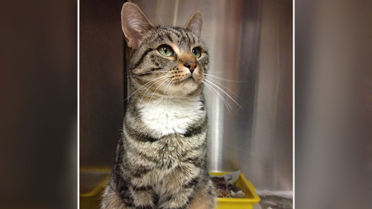 Tabby cat with green eyes sitting inside a shelter, symbolizing family reunited with beloved cat after nearly a decade.