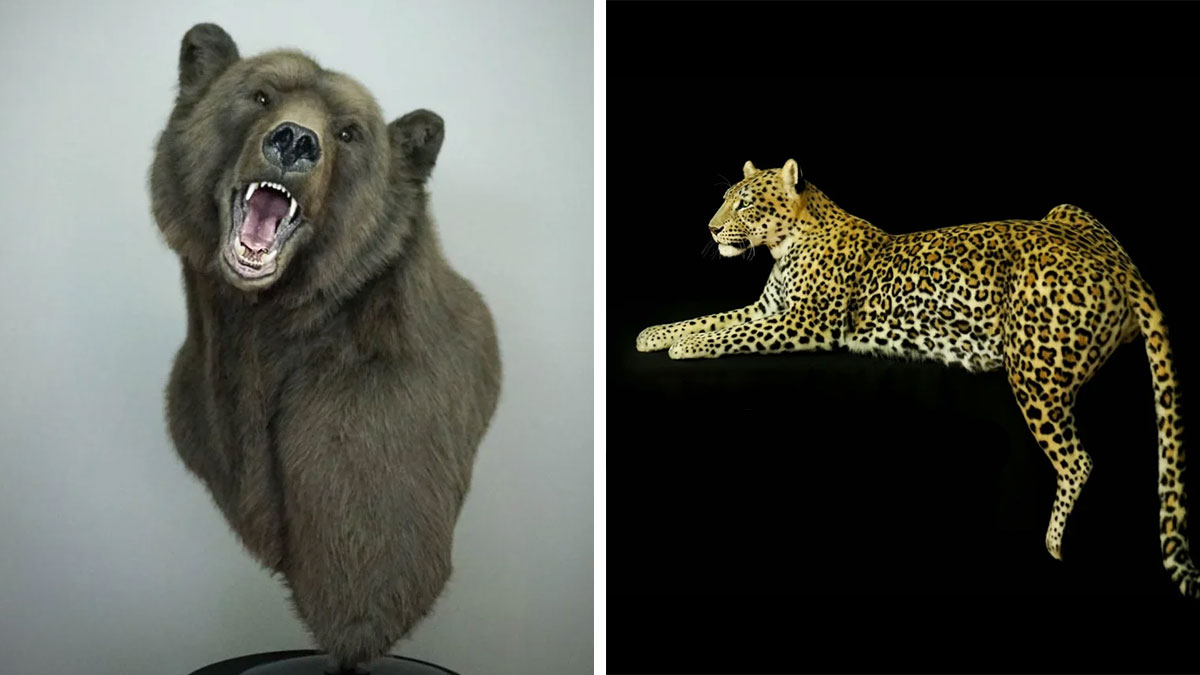Realistic animal sculptures of a roaring bear and a resting leopard crafted with synthetic materials without harming wildlife.