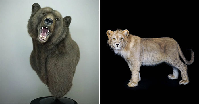 Artists From Armenia Create Lifelike Animal Replicas With Synthetic Materials Without Using Real Animals (15 Pics)
