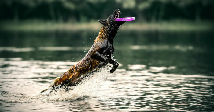 Dog leaping through water, capturing a purple frisbee mid-air, showcasing the joy of motion and active play.