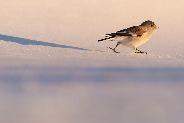 Snow bunting walking on snowy ground in soft light, a stunning wildlife and nature shot by Andrea Zampatti