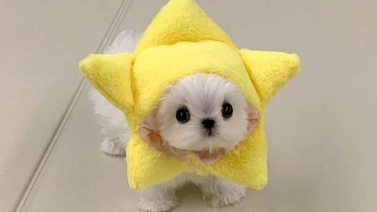 Small white dog wearing a bright yellow star-shaped costume, showcasing wholesome animals in a fun setting.