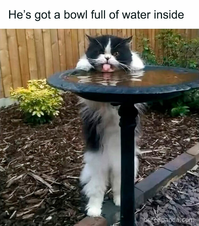 Black and white cat drinking water from a birdbath, cute cat meme highlighting adorable cat behavior outdoors.