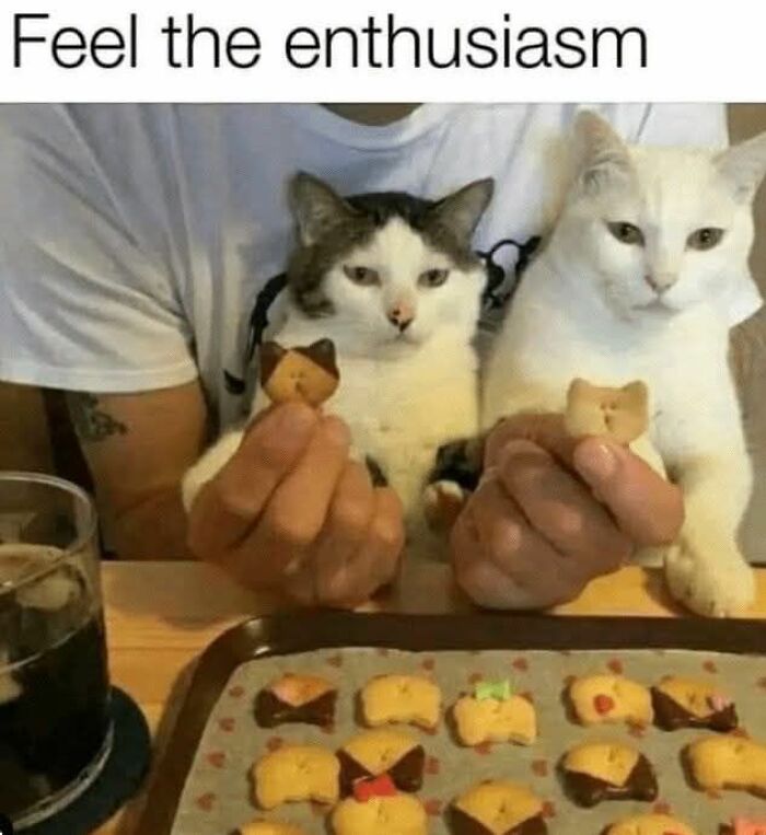 Two cats held by a person, each with a cat-shaped cookie, showcasing cute cat memes humor and enthusiasm.