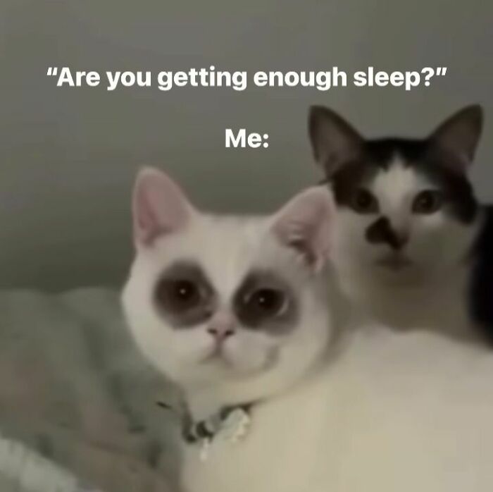 Two cute cats with wide eyes in a meme about sleep, perfect for cute cat memes lovers and feline humor fans.
