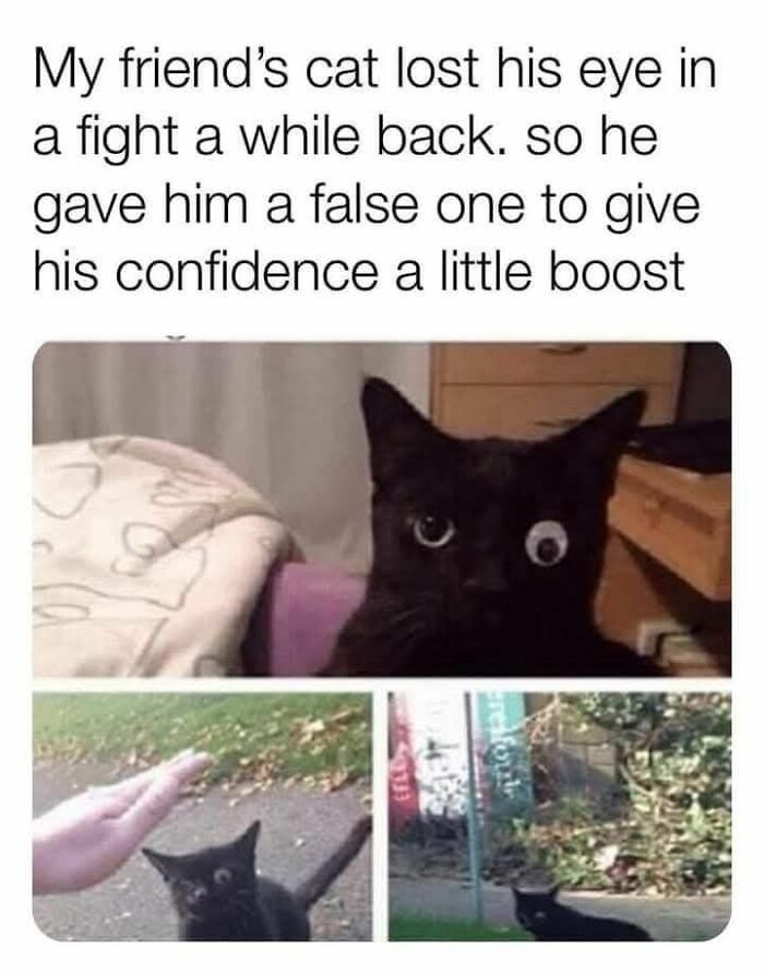 Black cat with a fake googly eye to boost confidence featured in cute cat memes about cats and their quirks.