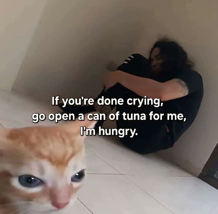 Cute cat meme with a close-up of a cat and a person sitting against the wall with text about opening a tuna can.