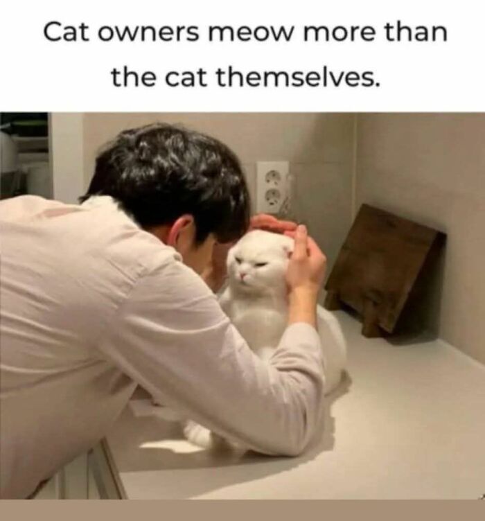 A person gently holding a white cat’s head with caption about cat owners meowing more than cats in a cute cat meme.