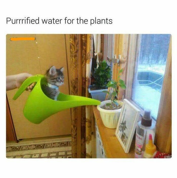 Cute cat meme showing a kitten sitting inside a green watering can labeled as purrrified water for plants.