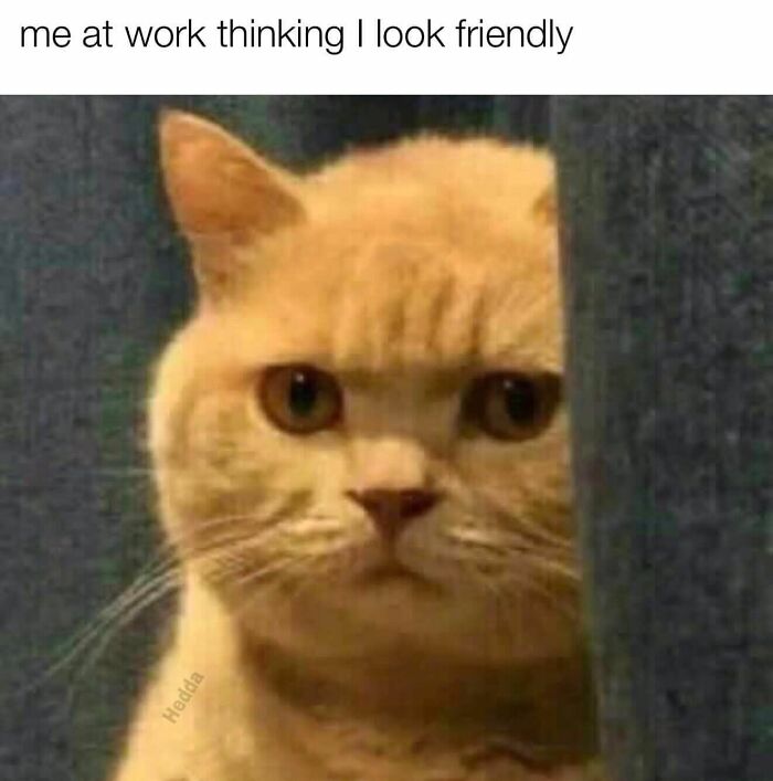 Close-up of a cute cat peeking from behind a curtain with a serious expression, perfect for cat memes and funny content.