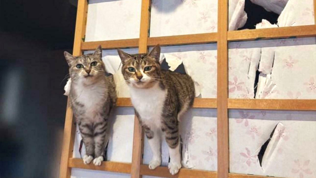 Two mischievous cats sticking through a torn paper wall, showing playful and cute behavior indoors.