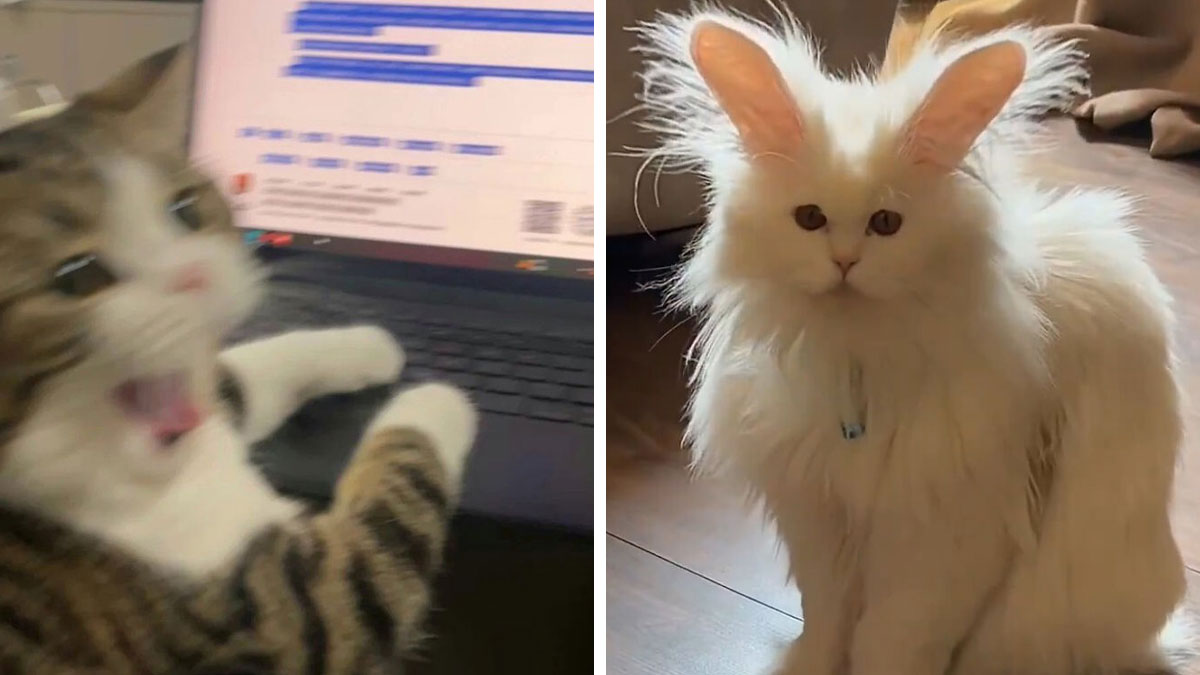 Blurry tabby cat surprised by laptop screen next to a fluffy white cat with immaculate aura and large ears sitting on floor.