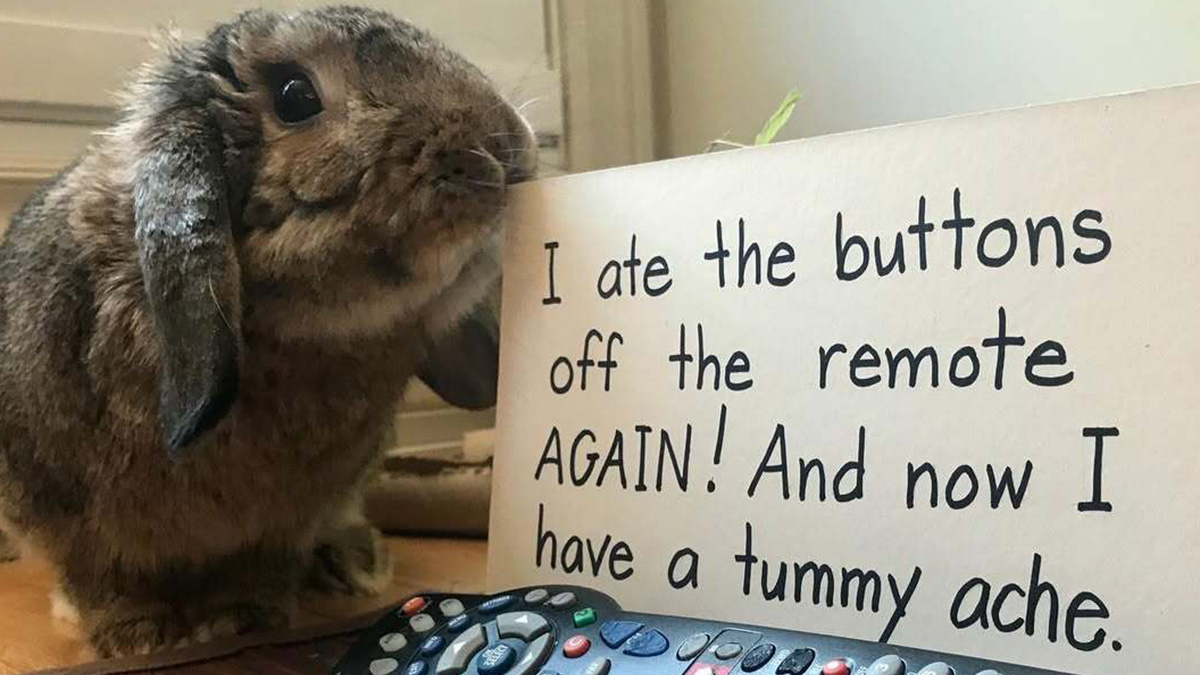 Brown pet rabbit next to a sign shaming the pet for eating remote buttons causing a tummy ache.
