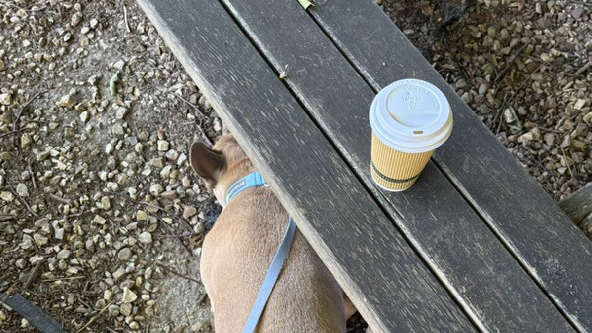 Small dog resting under a park bench next to a takeout coffee cup on gravel, illustrating funny tweets of September theme.